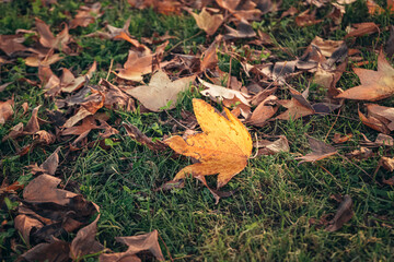 fallen yellow leaf in the sun on the grass. walk in the autumn park