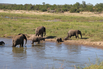 Naklejka na ściany i meble Afrikanischer Elefant im Olifants River/ African elephant in Olifants River / Loxodonta africana