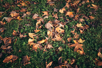 autumn leaves scattered on the green grass. autumn time and walks in the park.