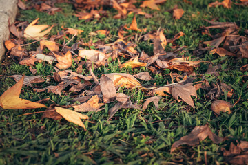 autumn leaves scattered on the green grass. autumn time and walks in the park.