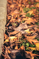 autumn leaves scattered on the green grass. autumn time and walks in the park.