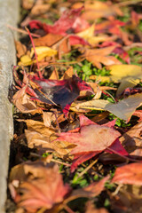autumn leaves of hot flowers that fell from the trees. beautiful moments and landscapes that nature has with its beauty