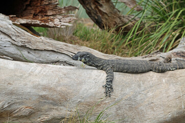 Australian varanus, Victoria