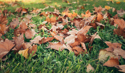 a small bunch of autumn leaves scattered on the grass.