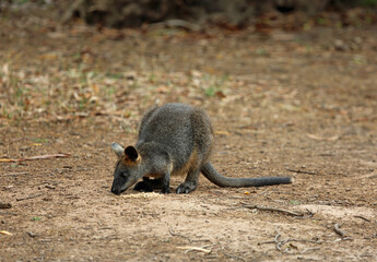 Wallaby eating  - Phillip Island, Victoria, Australia