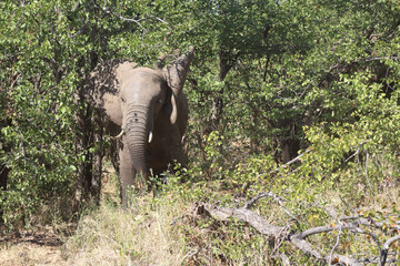 Obraz premium Afrikanischer Elefant / African elephant / Loxodonta africana