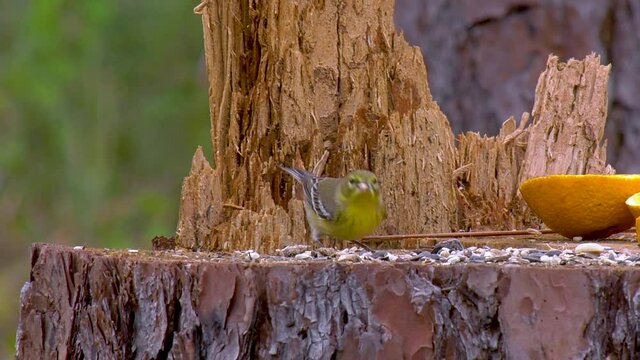 Pine warblers eating seed on a pine tree stump