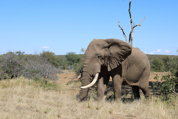 Afrikanischer Elefant / African elephant / Loxodonta africana