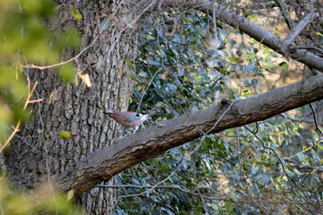 Inquisitive and alert Eurasian Jay (Garrulus glandarius) lperched in a tree