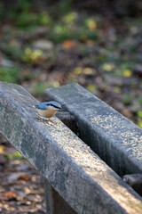 Nuthatch perched on a wooden bench ready to eat some seed