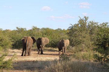 Naklejka premium Afrikanischer Elefant / African elephant / Loxodonta africana