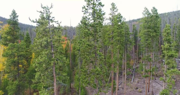Aerial ascent of Colorado forest in fall with beetle kill and aspens