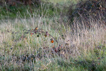 Common Stonechat (Saxicola rubicola) clinging to a briar on a sunny autumn day