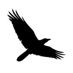 Silhouette of a flying crow. Vector illustration of raven silhouette