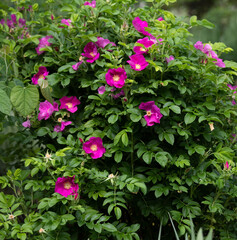 Fragrant Fuchsia colored knock out rose shrub bursting with blooms on a sunny day