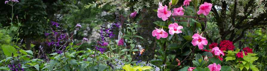 Lush prolifically blooming pink mandevillas intermingling with dark blue black knight salvia on a sunny day in a midwest garden
