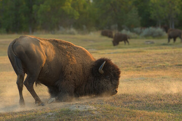 American Bison, buffalo bull rolling in the dirt © Gregory Borgstahl