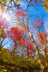 Fototapeta premium 단풍