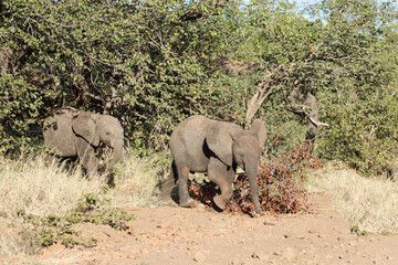 Afrikanischer Elefant / African elephant / Loxodonta africana.