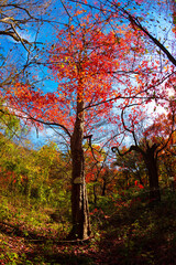 Obraz premium 단풍