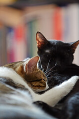 Two cats playing, cleaning and interacting at home