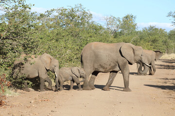 Fototapeta premium Afrikanischer Elefant / African elephant / Loxodonta africana.