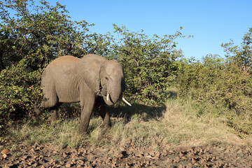 Obraz premium Afrikanischer Elefant / African elephant / Loxodonta africana.