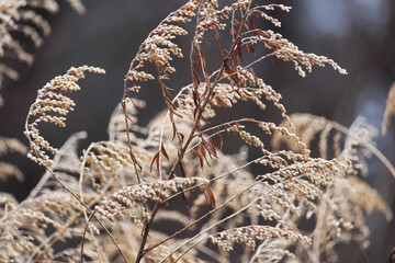 Frost on Plant