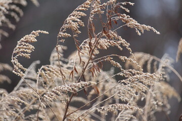 Frosty Plants 