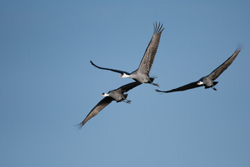 Three hooded cranes flying with back of blue sky