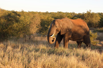 Fototapeta premium Afrikanischer Elefant / African elephant / Loxodonta africana