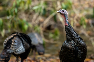 Wild Turkey Looking Up