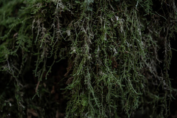 Fototapeta na wymiar Thick Moss Hanging Down