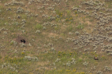 Two Grizzly Bears Forage for Food On Hill Side