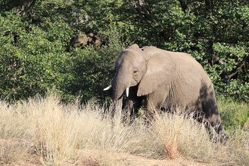 Obraz premium Afrikanischer Elefant / African elephant / Loxodonta africana