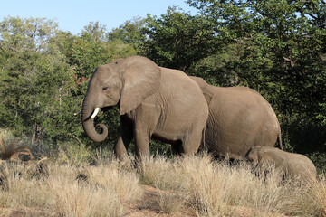 Obraz premium Afrikanischer Elefant / African elephant / Loxodonta africana.
