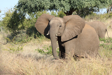 Fototapeta premium Afrikanischer Elefant / African elephant / Loxodonta africana.