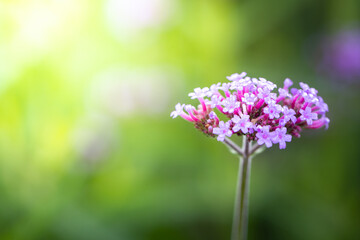 The background image of the colorful flowers