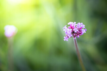 The background image of the colorful flowers