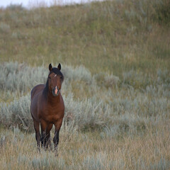Wild Horses, black stallion in the badlands