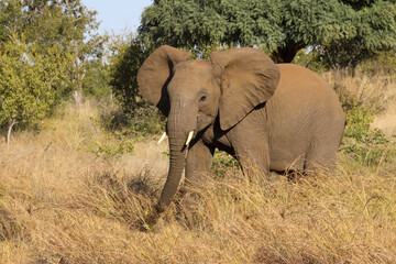 Fototapeta premium Afrikanischer Elefant / African elephant / Loxodonta africana.