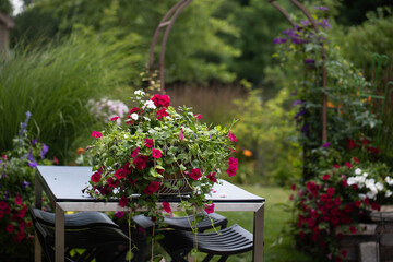 Fototapeta na wymiar Charming basket of white vincas, red geraniums and red super petunias on a cobalt blue patio table with a stainless steel base in a country garden with arbor in the background with climbing clematis.