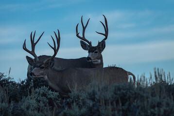 two mule deer bucks browsing in sagebrush at dawn
