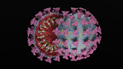 Illustration des Corona Virus aufgeschnitten, Querschnitt