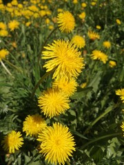 dandelions in the grass