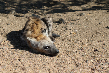 Tüpfelhyäne / Spotted Hyaena / Crocuta crocuta.