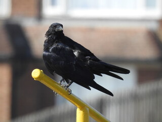 Crow on the metal  pipe