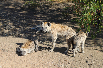 Tüpfelhyäne / Spotted Hyaena / Crocuta crocuta.