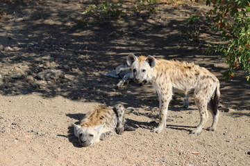 Tüpfelhyäne / Spotted Hyaena / Crocuta crocuta.