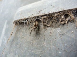 Spider walking down his net